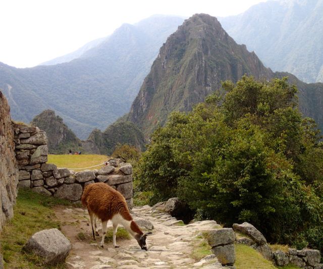 Machu_Picchu_View_with_Alpaca_Peru