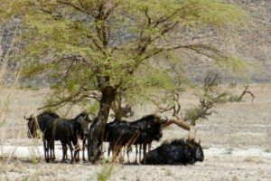 Wildlife_in_Namibia