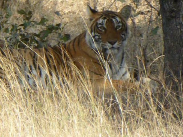 Tiger_in_Wild_India