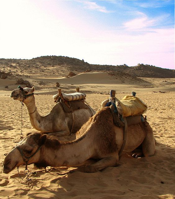 Camels_in_the_Desert