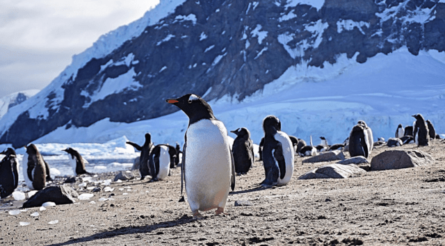 Hanging_with_Penquins_in_Antartica
