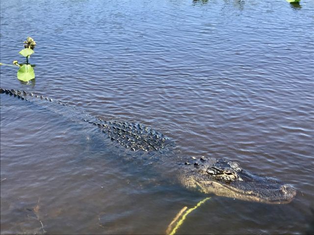 Alligator_Spotted_at_Everglades_Holiday_Park_Florida