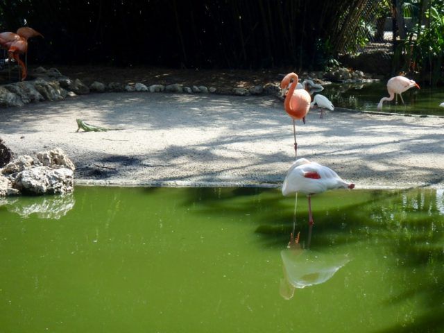Flamingo_Gardens_Davie_Florida