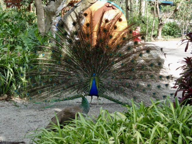 Peacock_at_Flamingo_Gardens_Florida