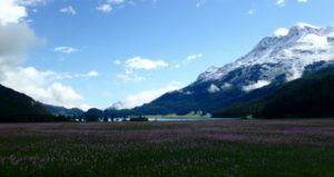 Bisort_Wildflowers_in_Bloom_Summer_in_Swiss_Alps_by_Heidi_Siefkas