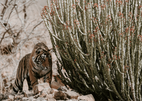 Tiger_In_Wild_Image