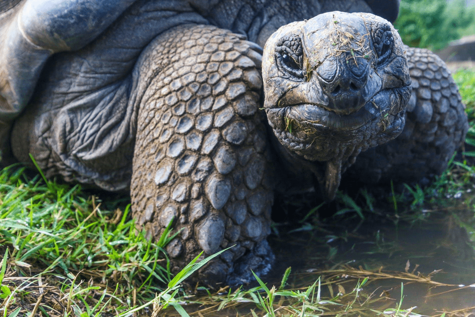 Galapagos_Tortoise