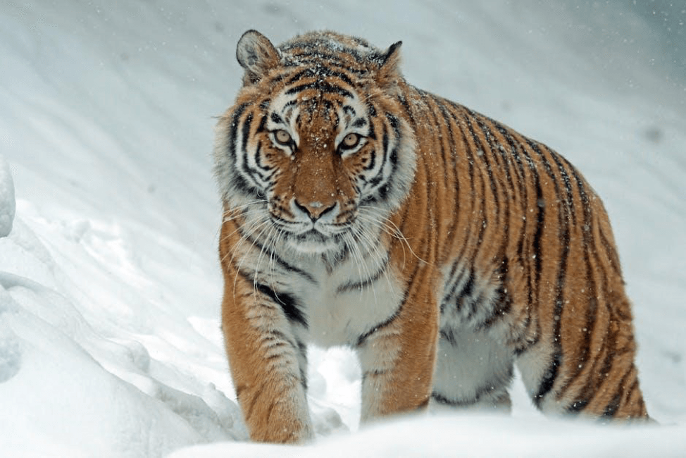 Tiger_in_Snow