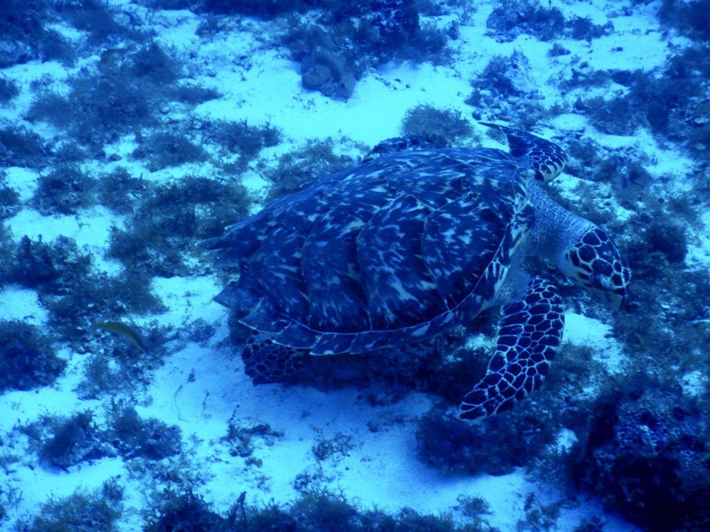 Sea_Turtle_Cozumel_Mexico