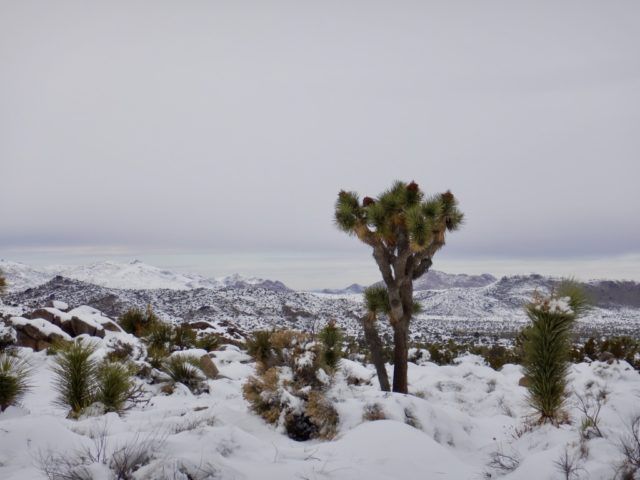 Snow_In_Joshua_Tree_National_Park_by_Heidi_Siefkas