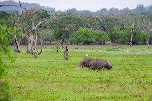 sri-lankan-elephant-yala-national-park