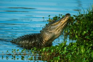 alligator-near-water-plant-on-body-of-water-1360123