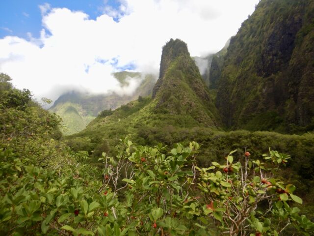 Iao_Valley_Maui_with_Strawberry_Guava_by_Author_heidi_Siefkas
