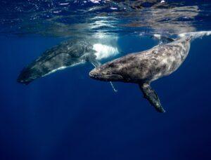 Humpback_Whales