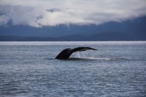 Whale-Watching-Alaska