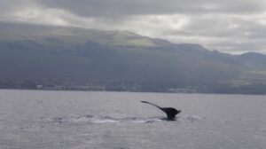 Humpback_Whale_Fluke_Maui2021