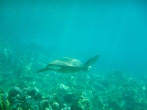 Sea_Turtle_Makena_Landing_Maui