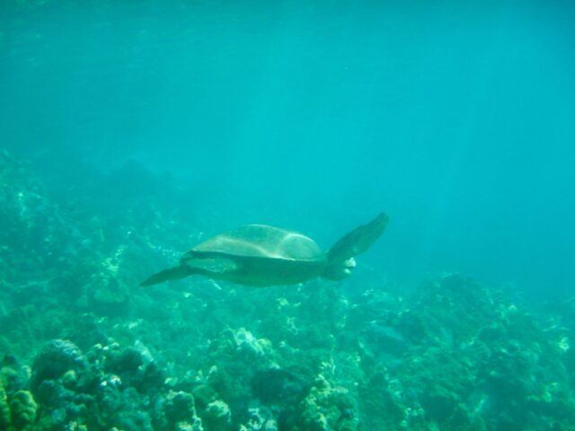Sea_Turtle_Makena_Landing_Maui