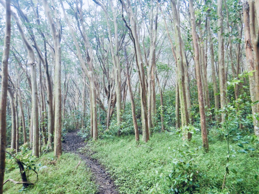Mahana_Ridge_Trees_Maui_by_Heidi_Siefkas