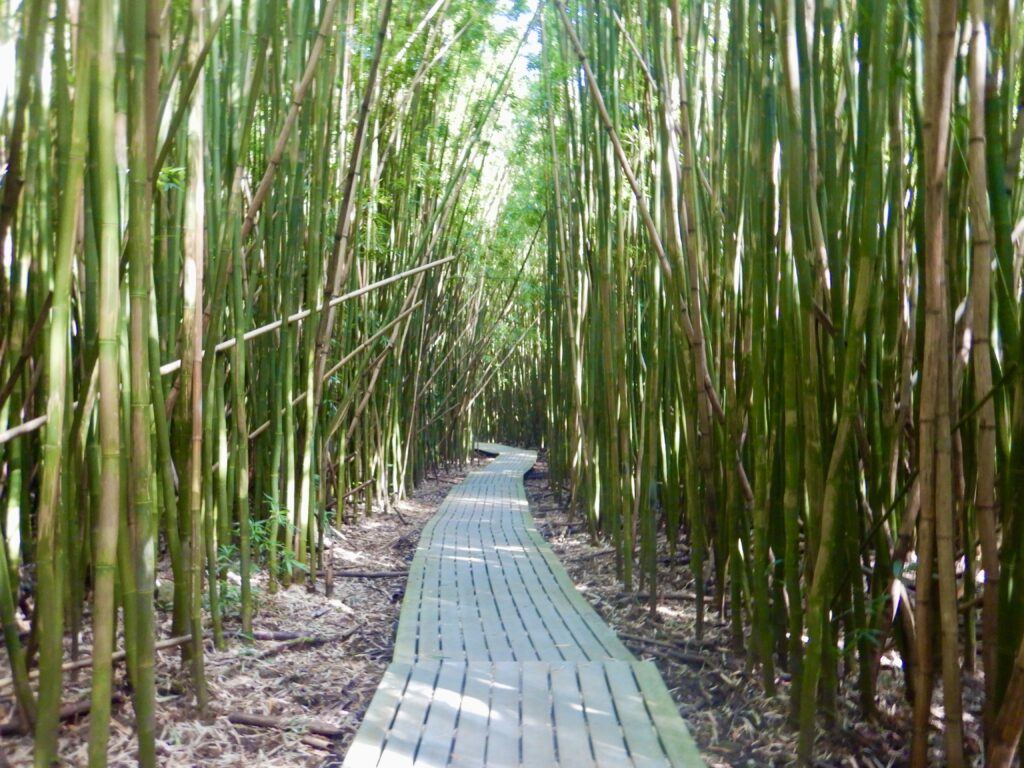 Pipiwai_Trail_Bamboo_Forest_by_Heidi_Siefkas
